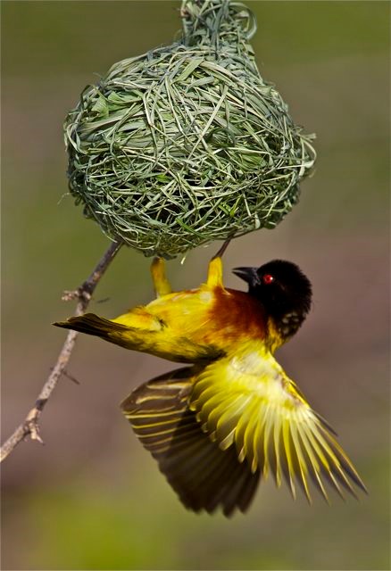 BIRDS OF LAKE BUNYONYI - Heritage Lodge Uganda